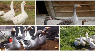 Popis a charakteristika uralské husy šedé a bílé, chov plemene